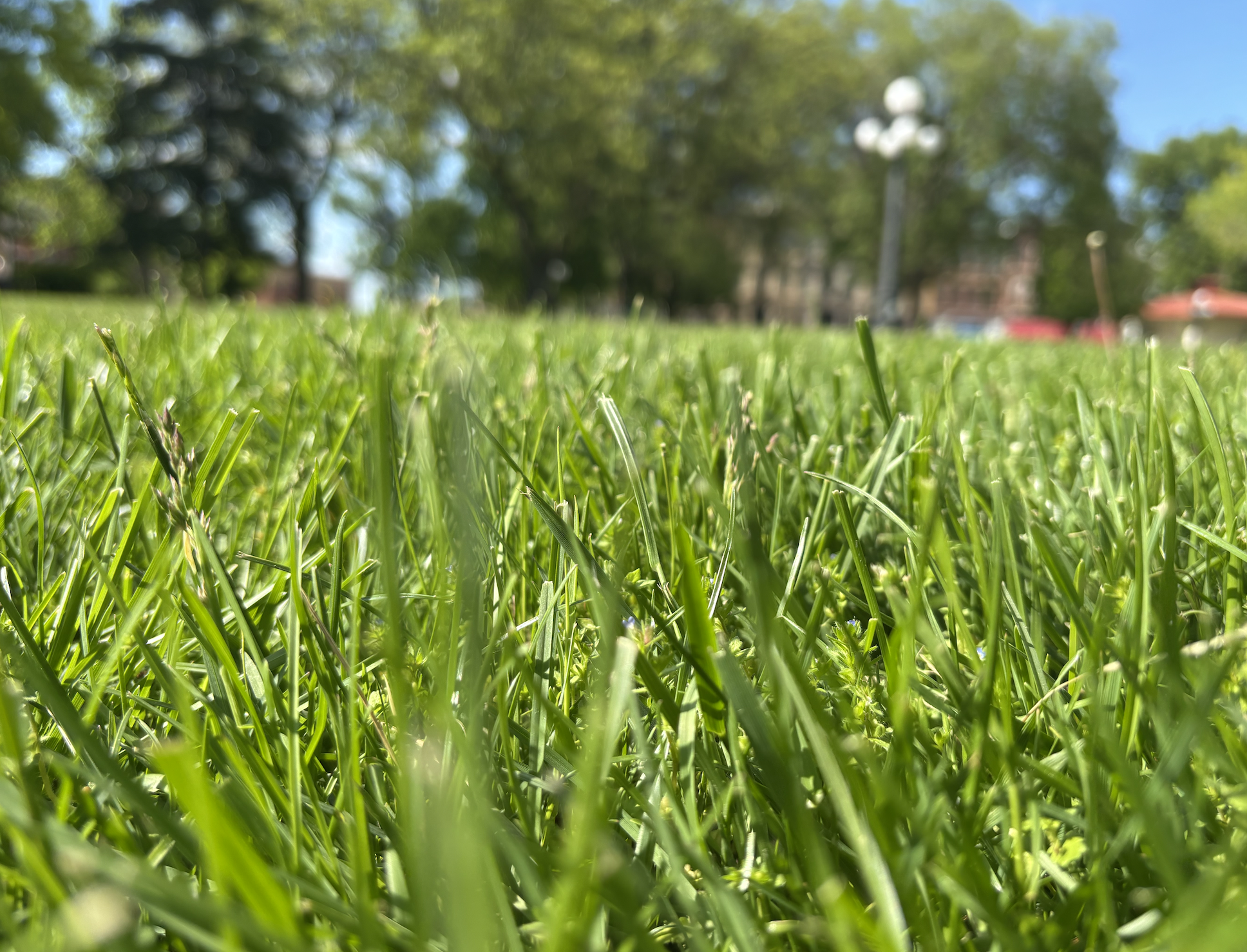 Grass has pollens too!